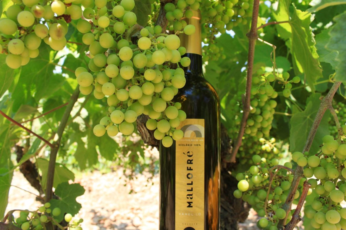 Mallofré Xarel·lo Ecològic